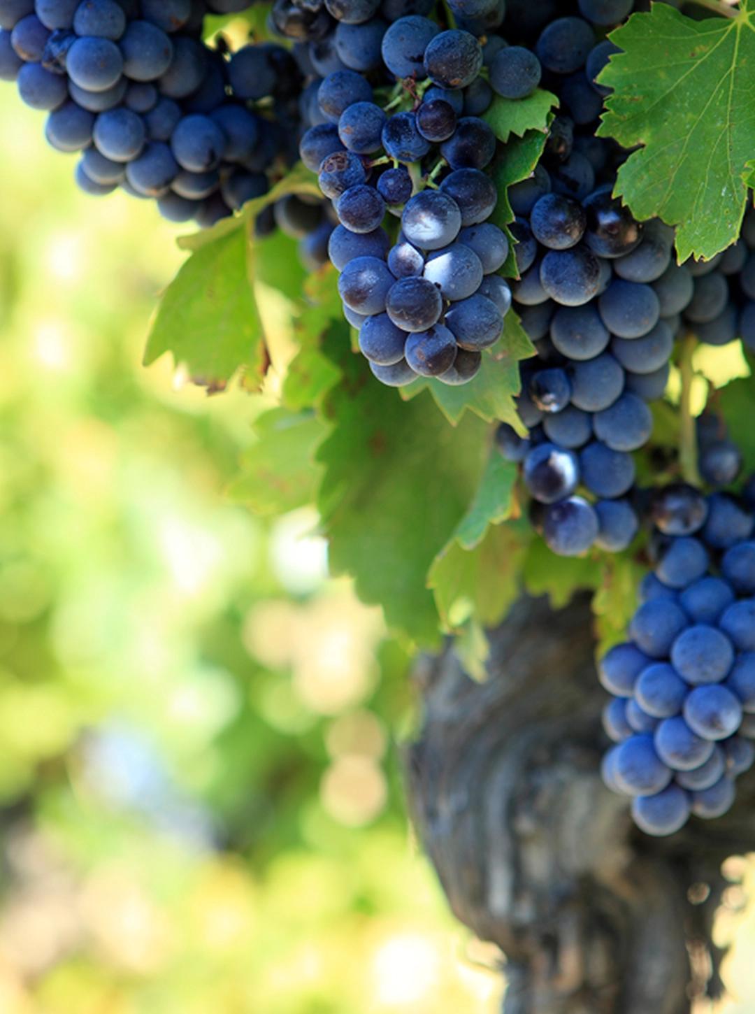 Beaujolais : Architecture viticole et aventure tout-terrain