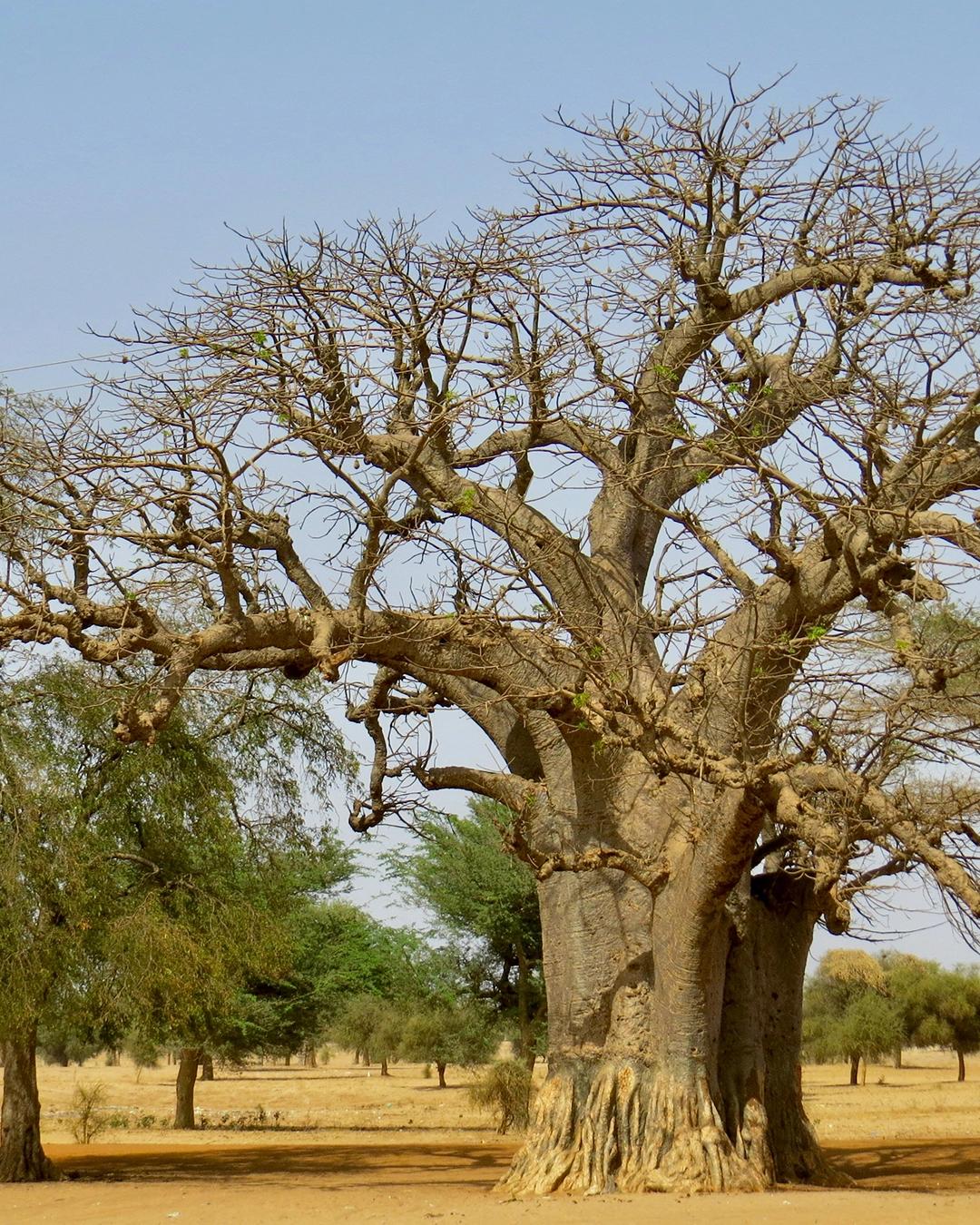 Sénégal : les pistes du Teranga en SSV