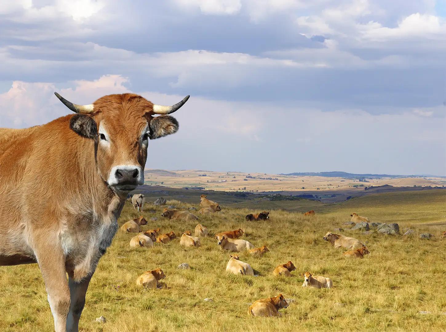 Randonnée en quad ou SSV sur les plateaux de l’Aubrac