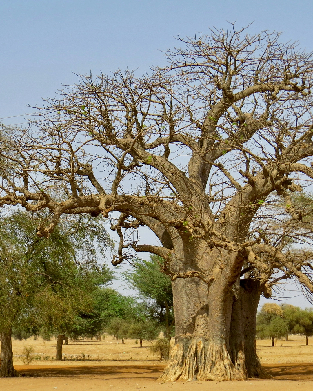 Sénégal : les pistes du Teranga en SSV