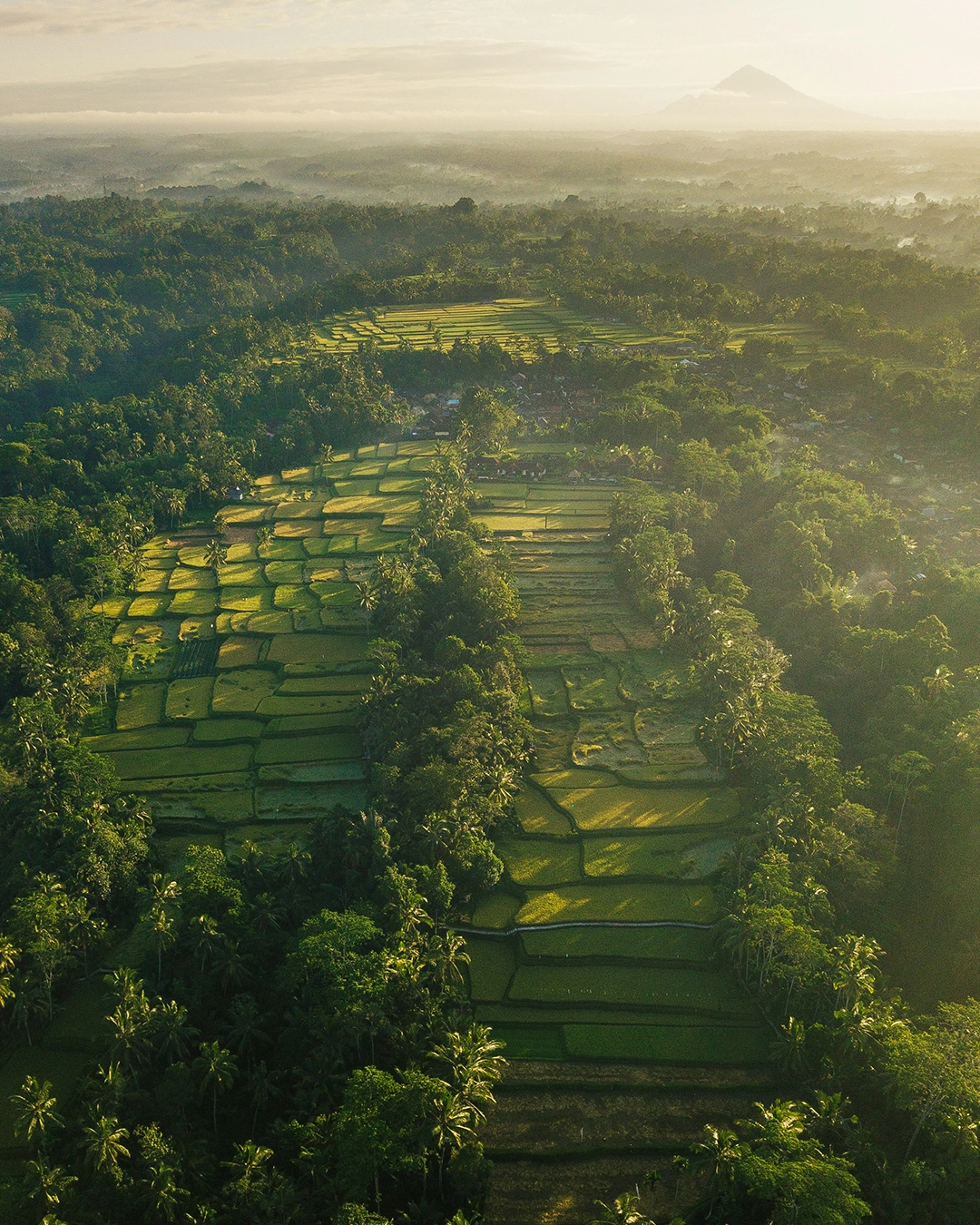 Rizières en terrasse de Tegallalang