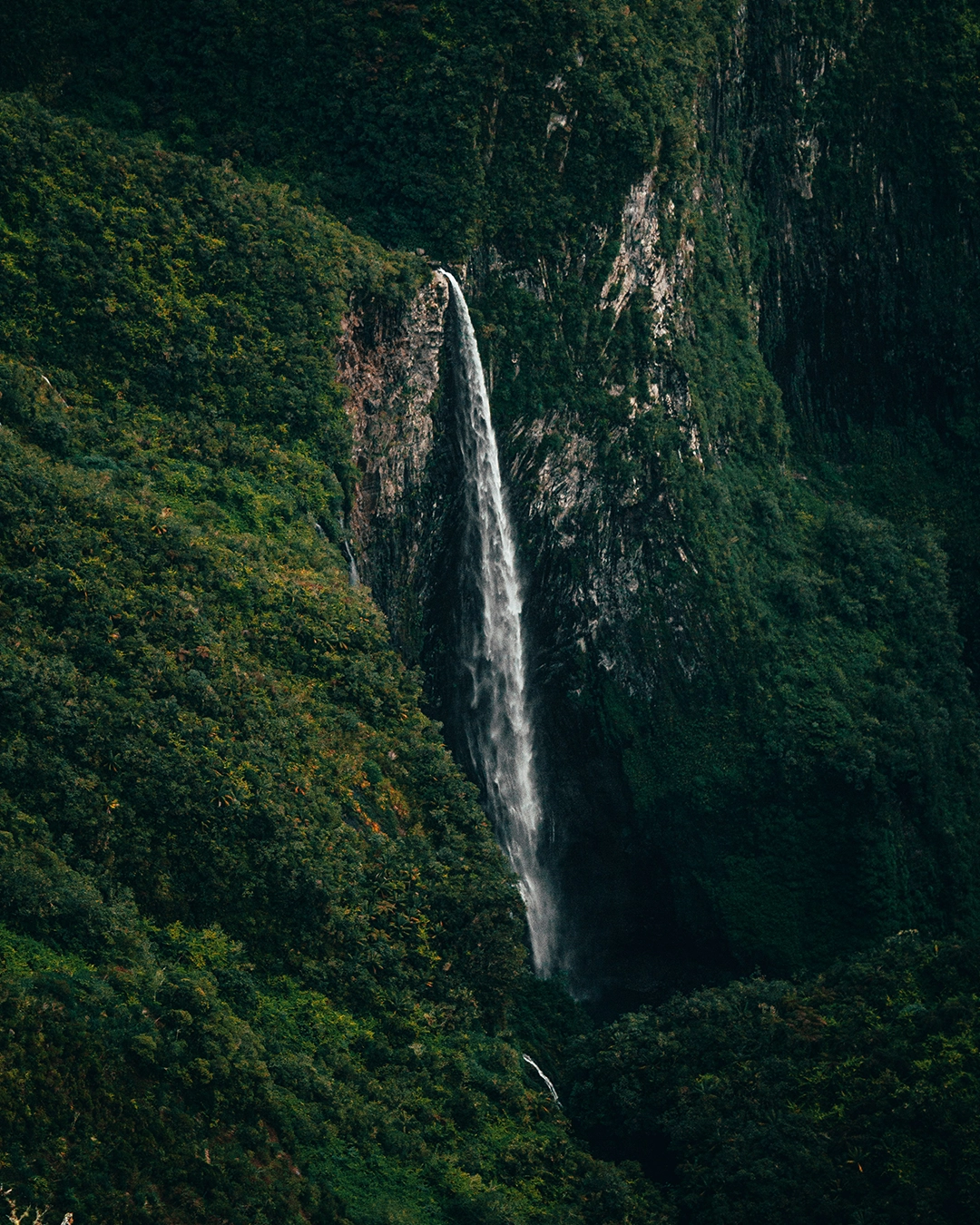 Chemin des Pommes Cannelles