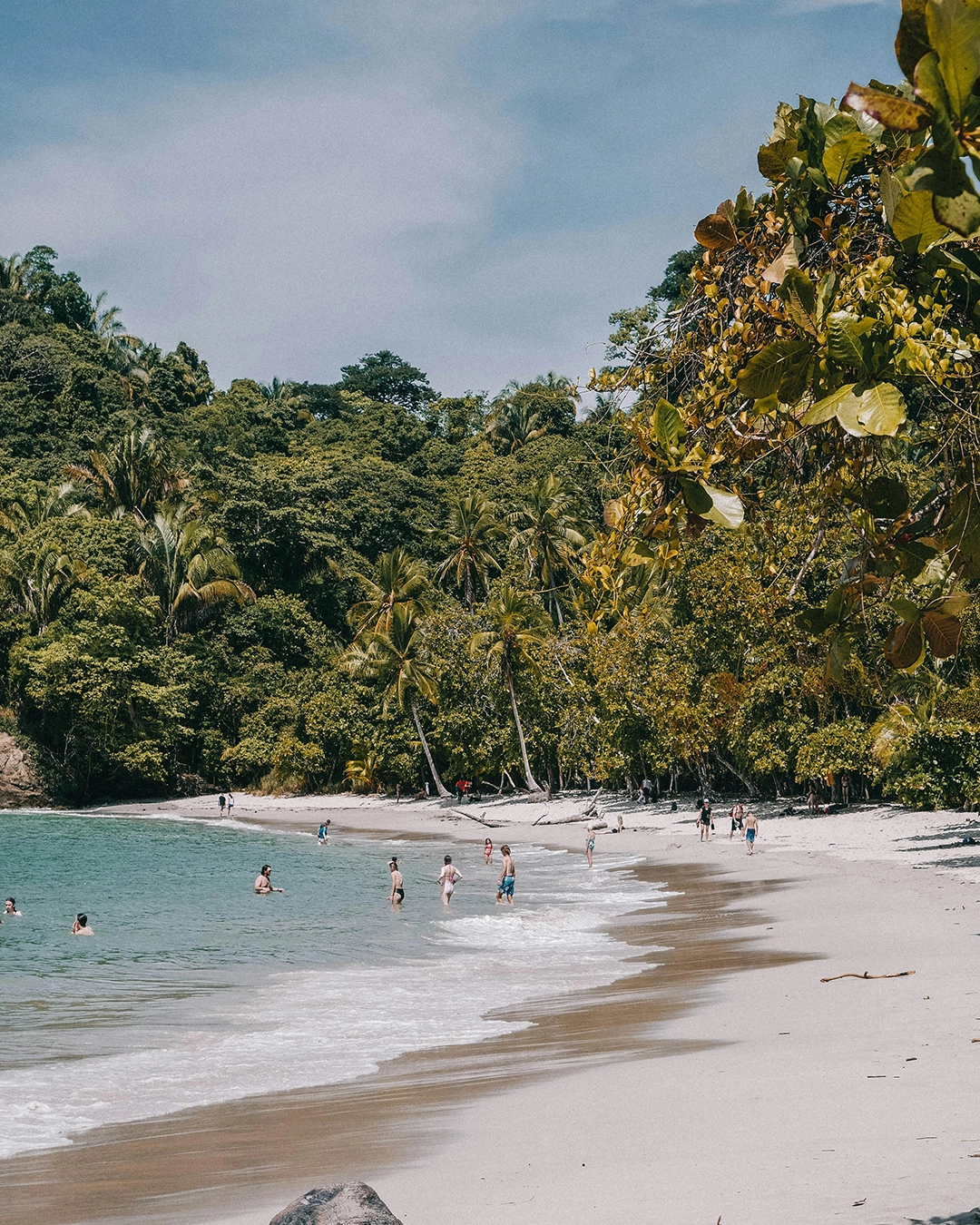 Forêt tropicale et plage