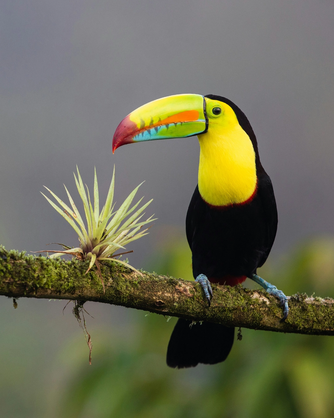 Toucan sur une branche